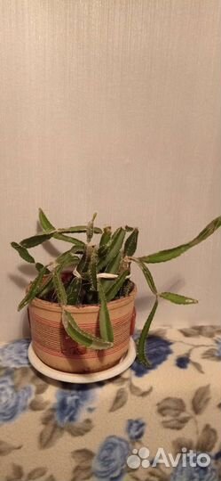 Драконий фрукт