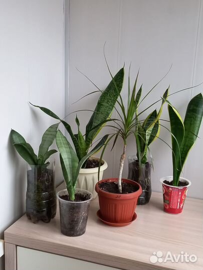 Драцена, сансевиерия голден, сансевиерия муншайн