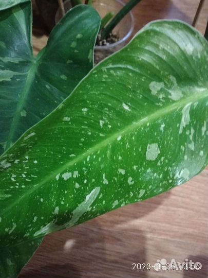 Филодендрон Имбе Вайт марбл