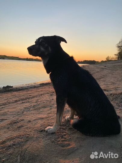 Передержка домашних животных