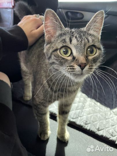 Кошка в дар