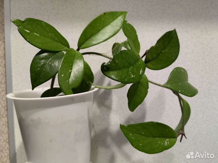 Комнатные цветы (фикус,сингониум, хойя