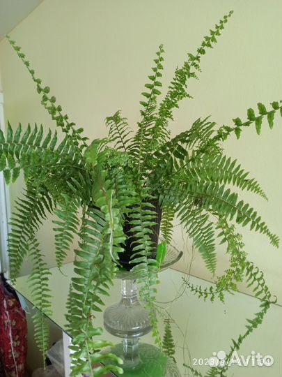 Папоротник комнатный