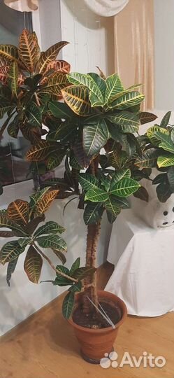 Кодиеум кротон