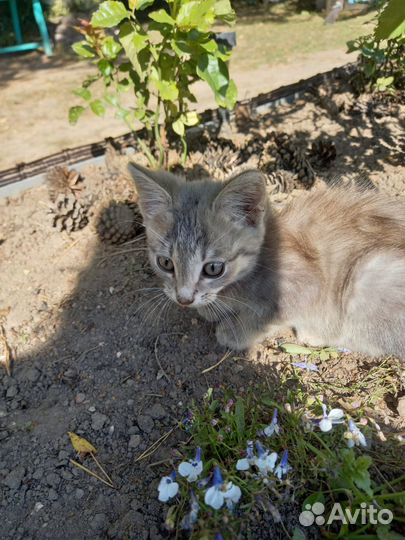 Котята Отдам в добрые руки