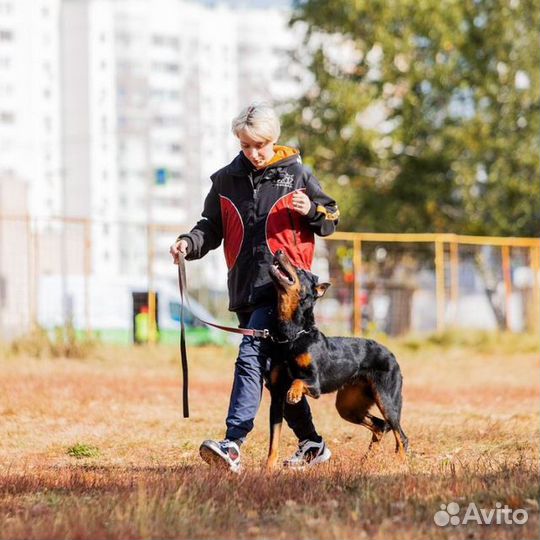 Услуги кинолога