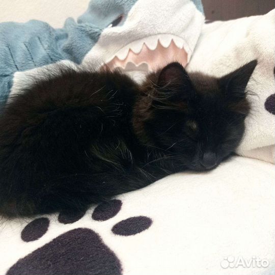 Метис котенок