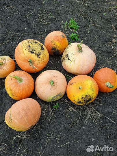 Тыква, кабачки, свекла
