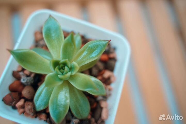 Суккуленты