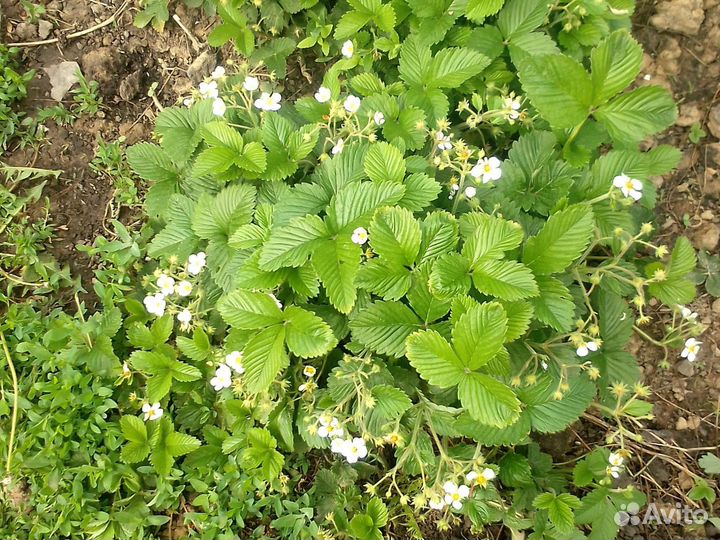 Виктория ягода