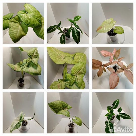 Сингониумы