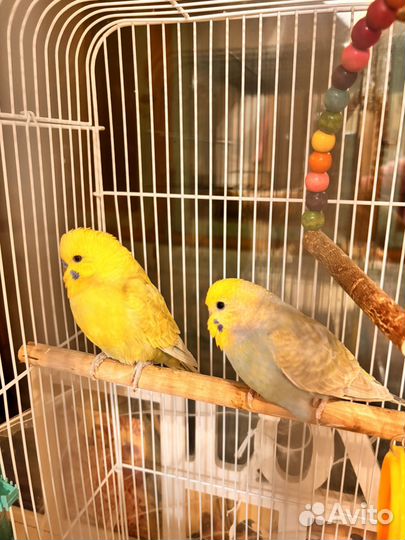 Продам Попугаев