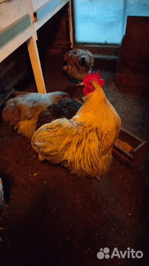 Инкубационное яйцо