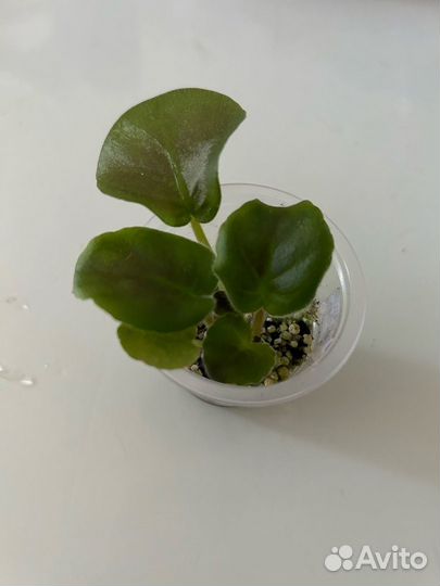 Фиалка ват-Синяя роскошь