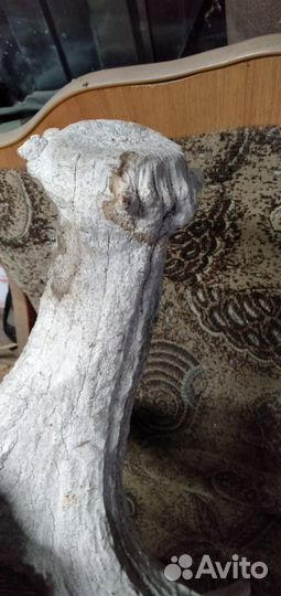 Оленьи рога