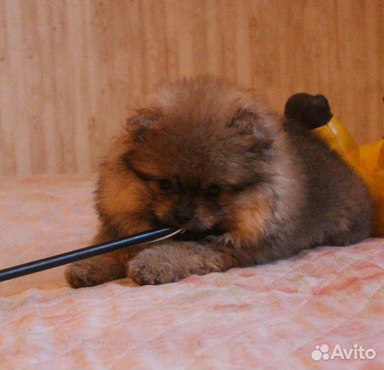 Мишка Топтыжка щенок шпица