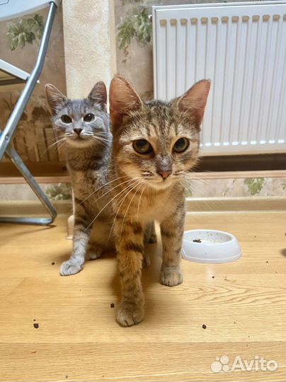 Ласковая, слишком ласковая Катюша ищет дом