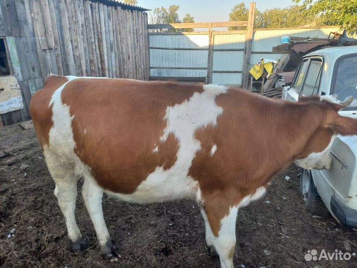 Телки Коровы