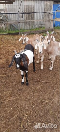 Нубийские козы