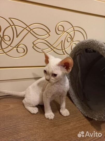 Девон-рекс котик