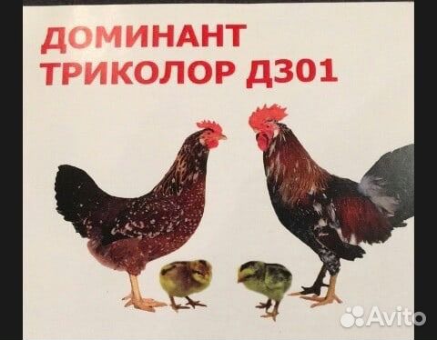 Курочки молодки