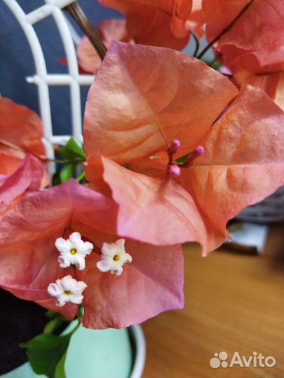 Бугенвиллия