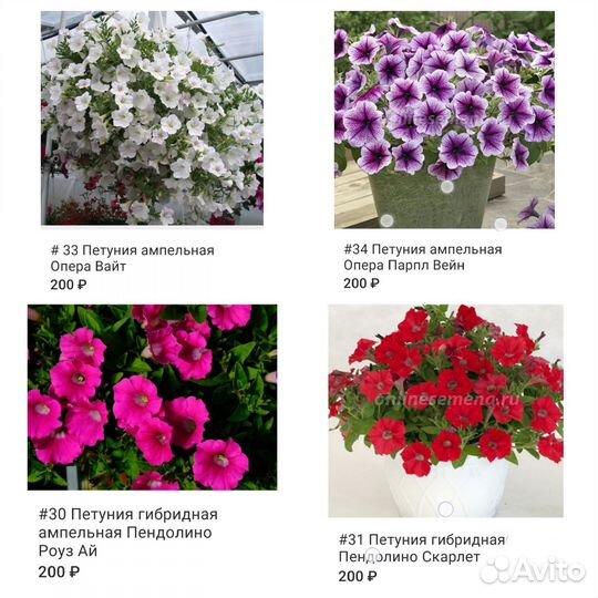 Петуния ампельная