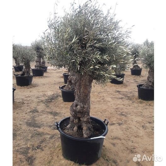 Оливковое дерево