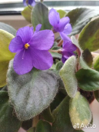 Фиалки взрослые растения