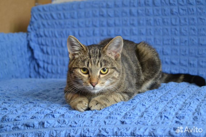 Котенок ищет дом