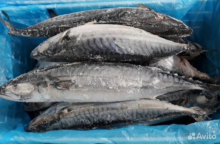 Готовый рыбный магазин с поставщиками