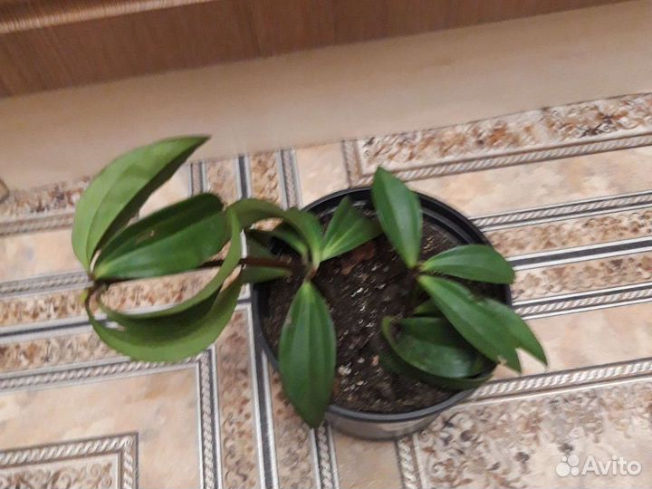 Пеперомия и кактус