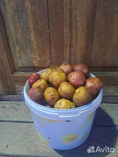 Продам картофель домашний