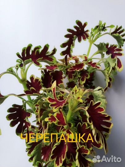 Колеусы вегетативные
