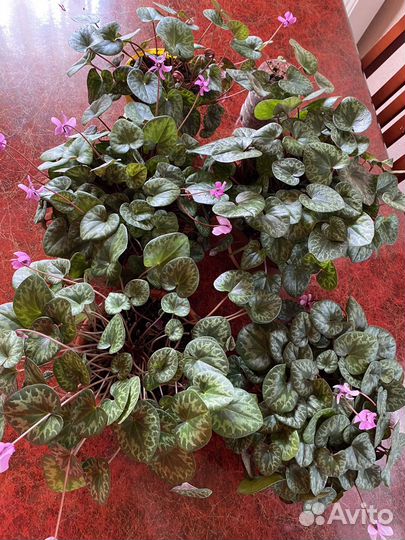 Бабушкин цикламен