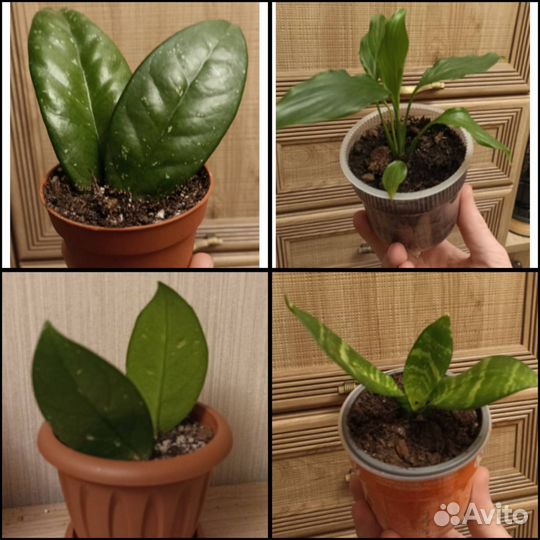 Комнатные растения