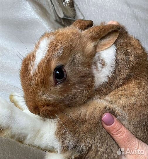 Кролики,в год кролика