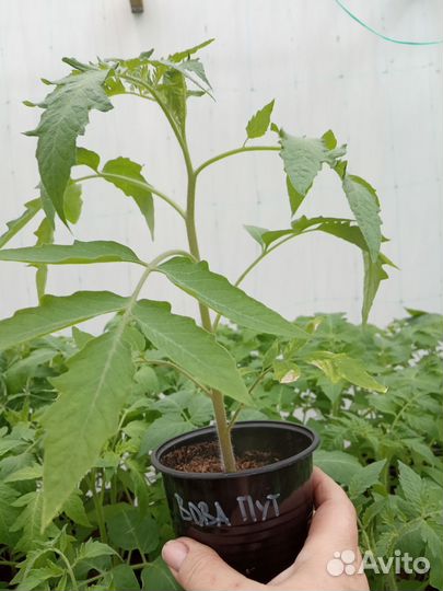 Рассада помидоров (томатов) о/г, теплиц, балкон