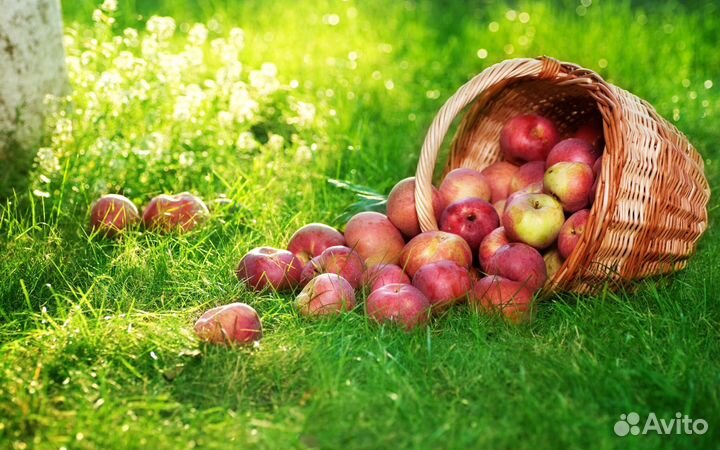 Сборщик яблок. Вахта