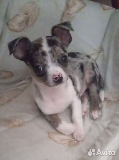 Щенок чихуахуа, мальчик