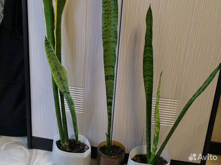 Сансевиерия высокая