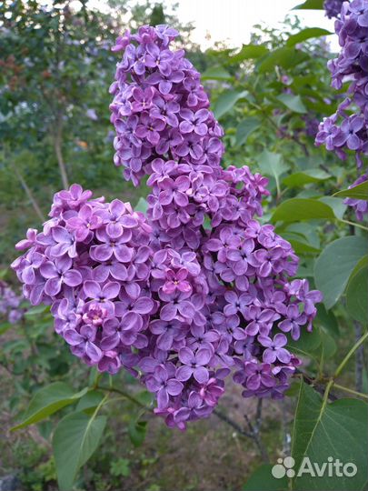 Сирень Красная Москва, саженцы сирени, продажа