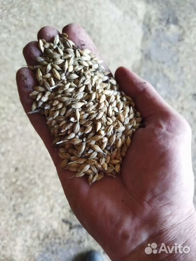 Зерно пшеница ячмень