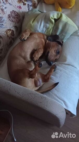 Кроличья такса. Вязка. Кобель