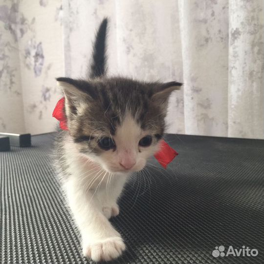 Девочки котята