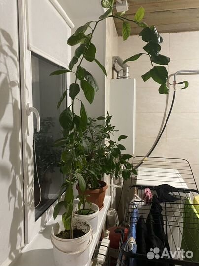 Дерево лимона,дерево мандарин