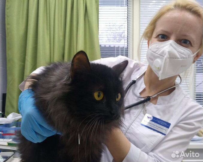 Ветеринарный врач Ветеринар на дом