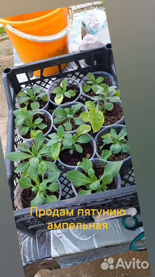 Рассада пятунии