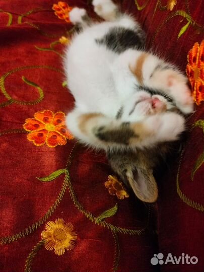 Котики за 1 р