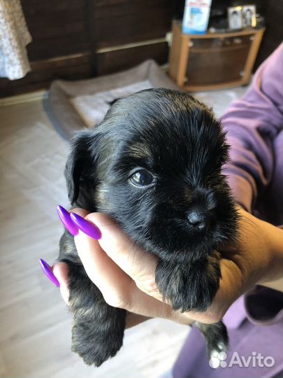 Йоркширский терьер